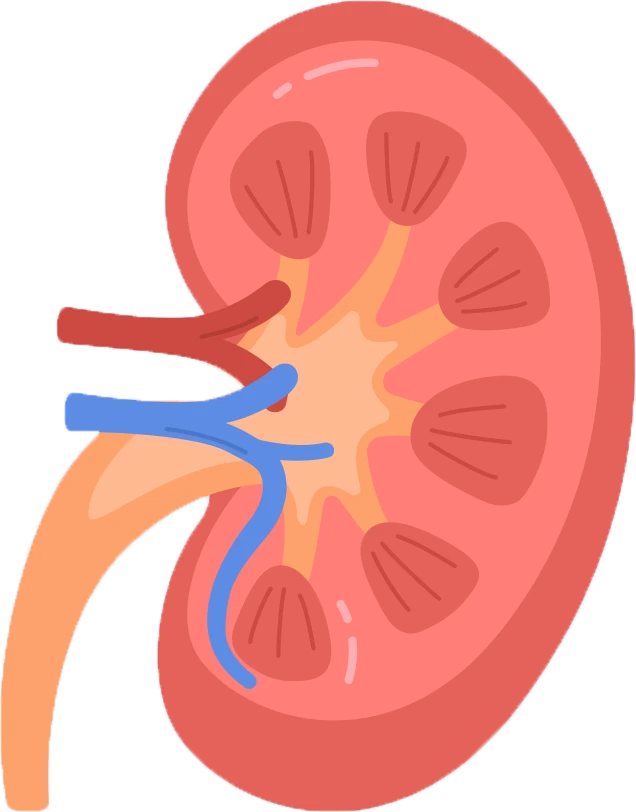 Melbourne Cystoscopy Urologist